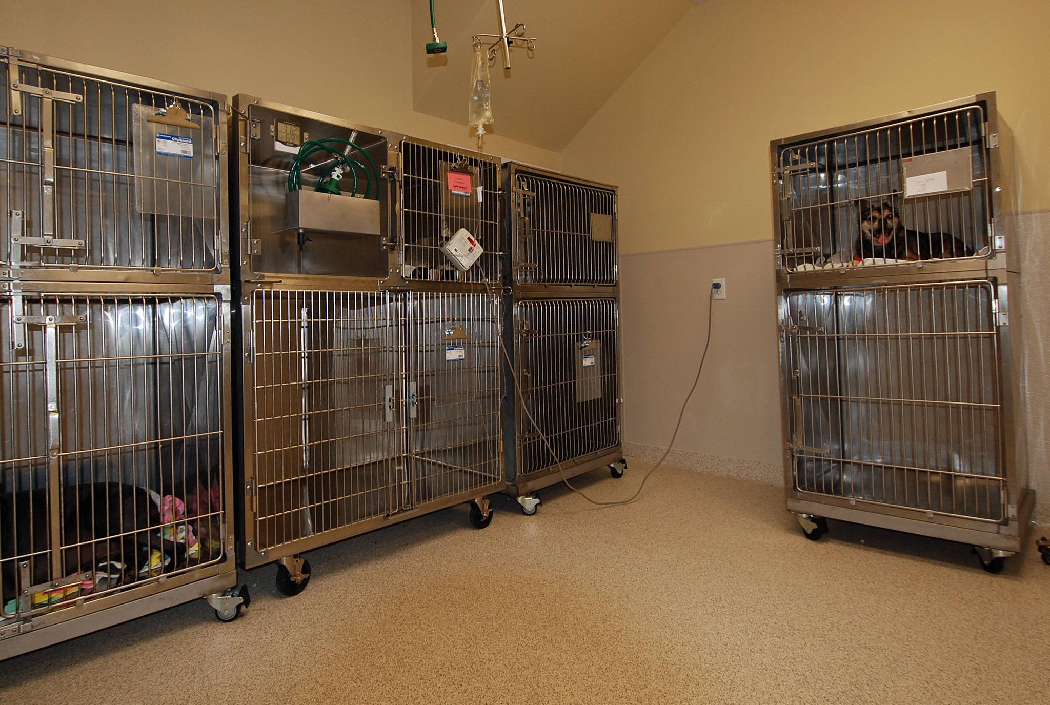 Patient Recovery Suite - Houston, TX - Oak Forest Veterinary Hospital