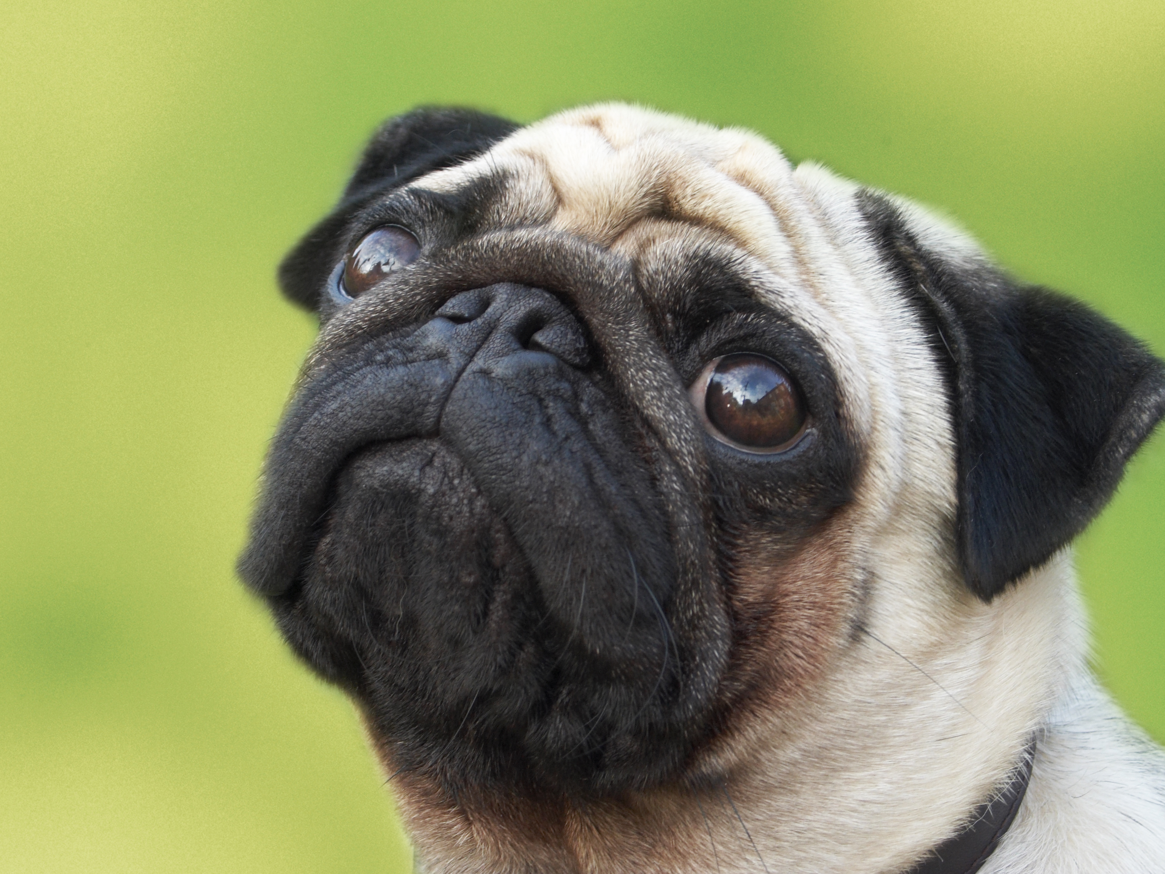 Pug on green background