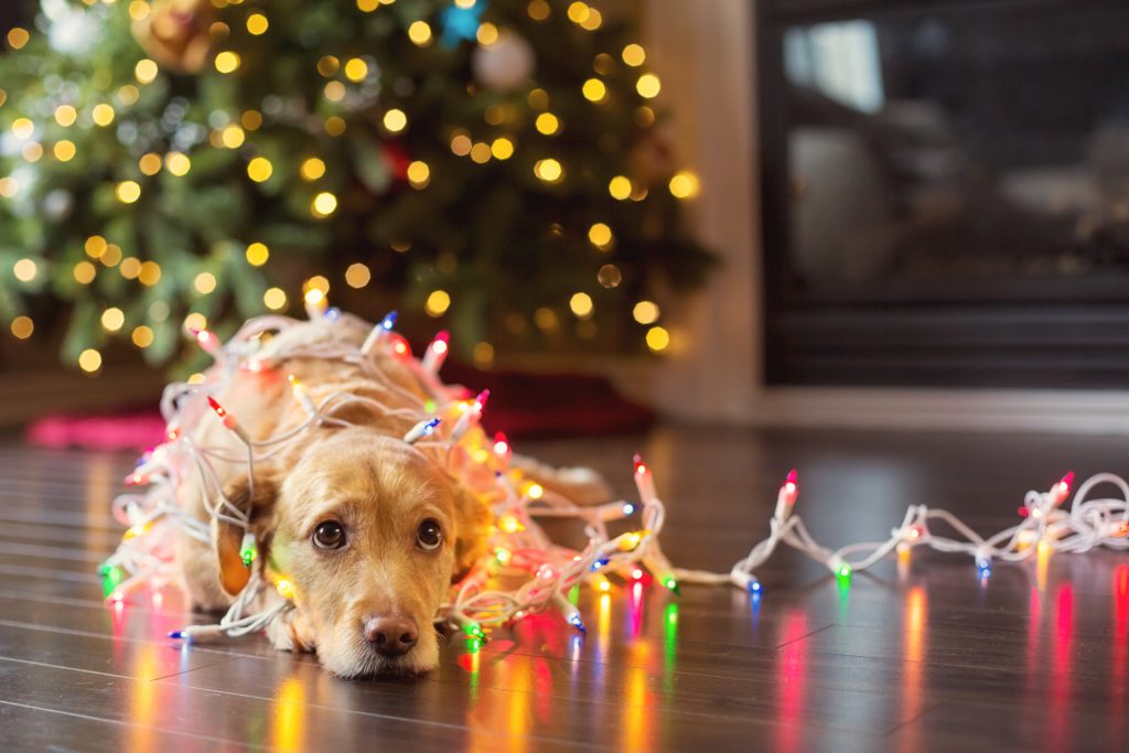Puppy wrapped up in Christmas lights