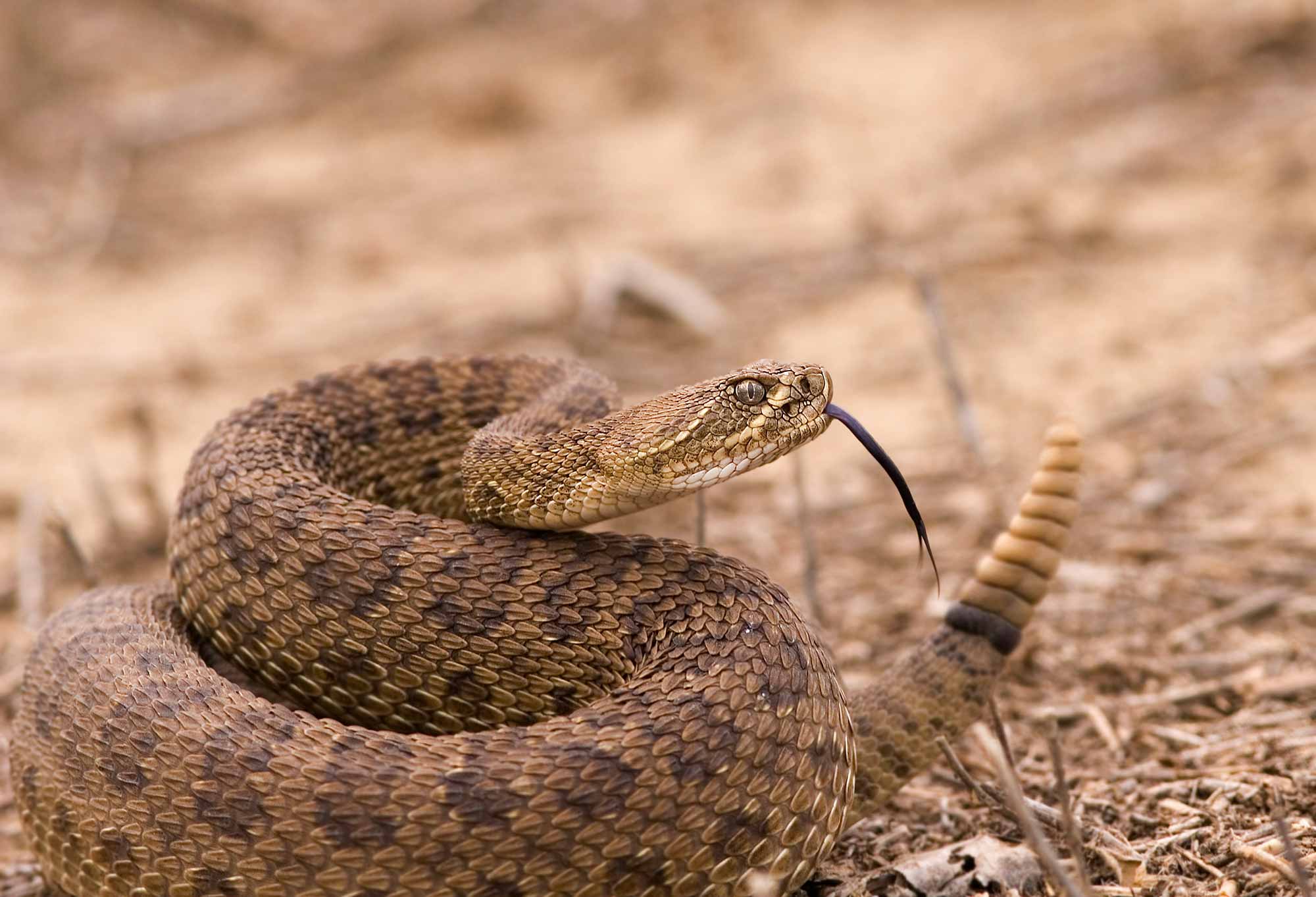 are rattlesnakes dangerous to dogs