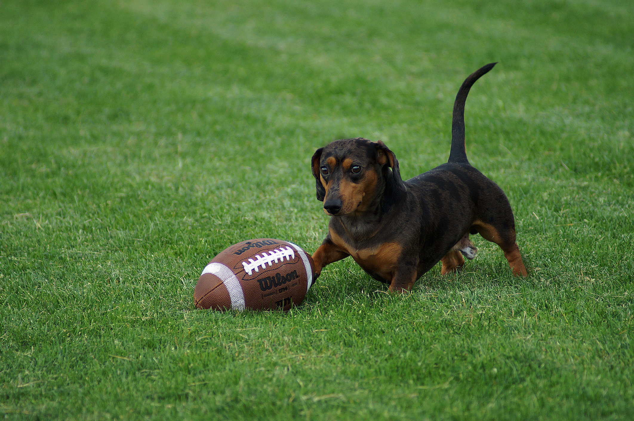 Football Dog Goes For A Touchdown! 