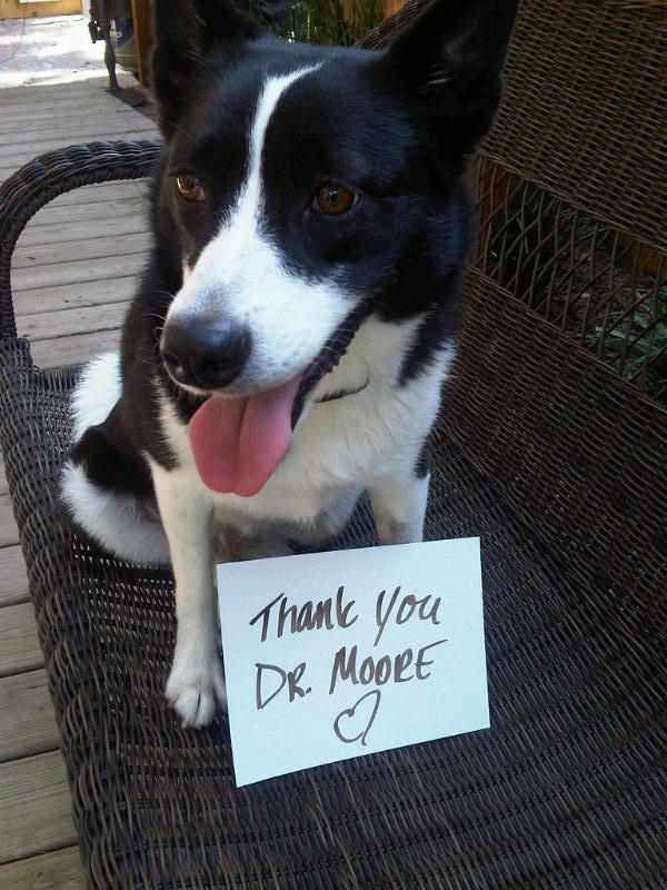 Pet owner testimonials