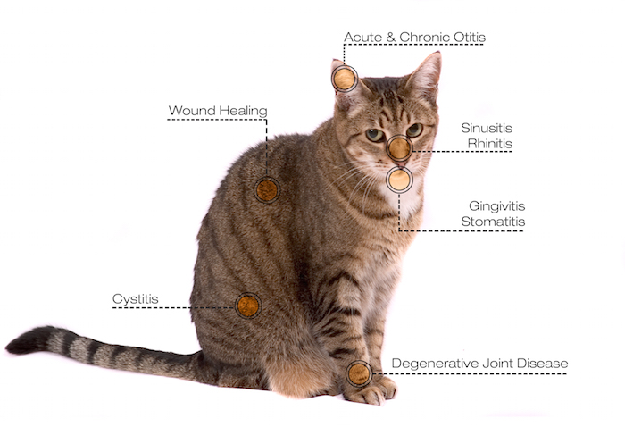 Laser Therapy Diagram - Cat - Veterinary Medicine - Houston, TX