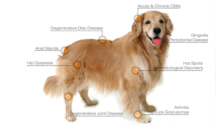 Laser Therapy Diagram - Dog - Veterinary Medicine - Houston, TX