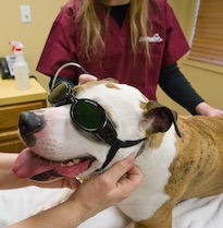 Laser Therapy for Dogs - Veterinary Services - Houston, TX