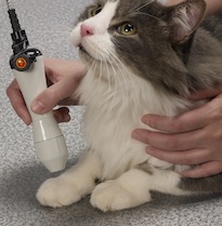 Laser Therapy for Cats - Veterinary Services - Houston, TX