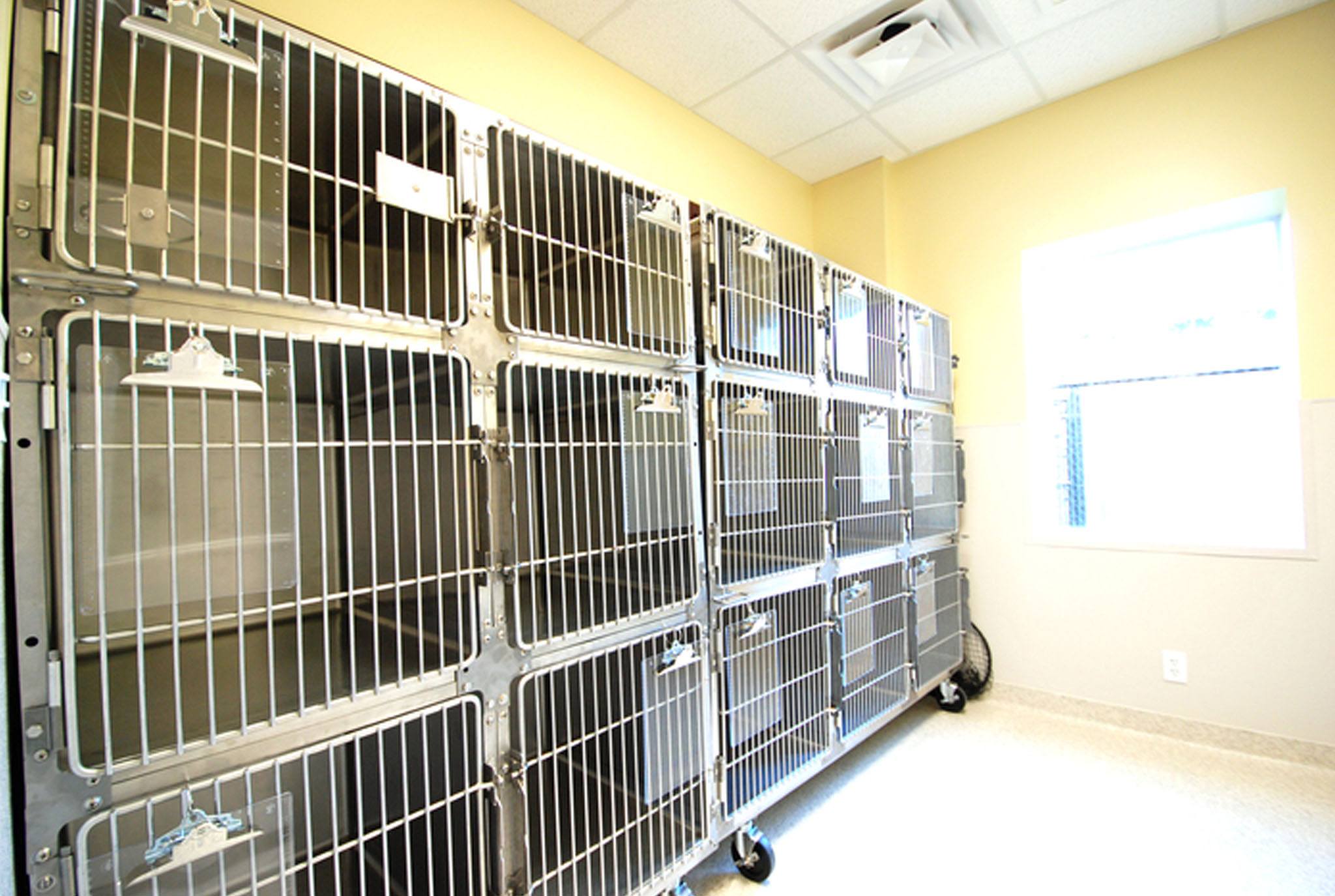 Feline Hospitalization - Houston, TX - Oak Forest Veterinary Hospital