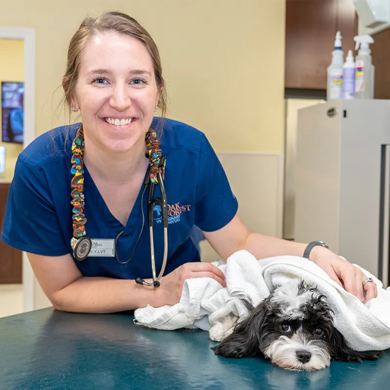 Karly Shimerka, LVT, B.S - Oak Forest Veterinary Hospital